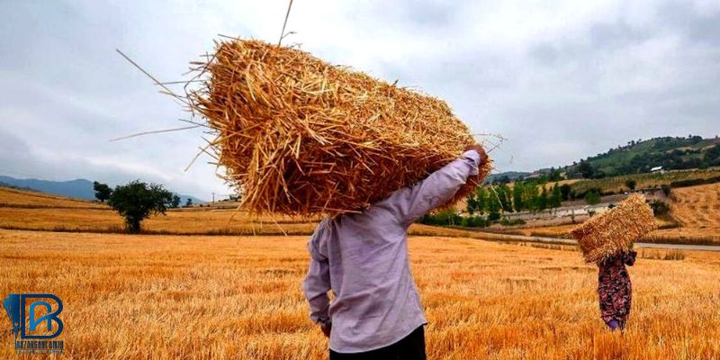 نرخ خرید تضمینی گندم سال زراعی جدید11 هزار و 500 تومان تعیین شد